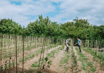 Les Rameaux Fruitiers