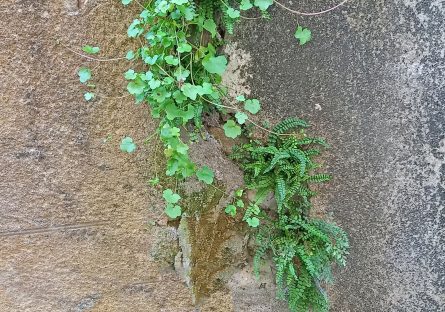CLAMECY, AU FIL DE SA BIODIVERSITE