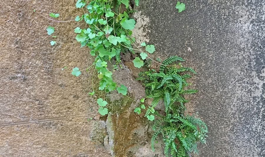 Clamecy au fil de sa biodiversité