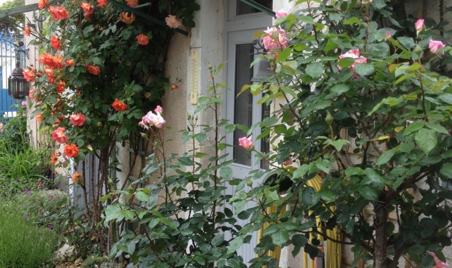 jardin