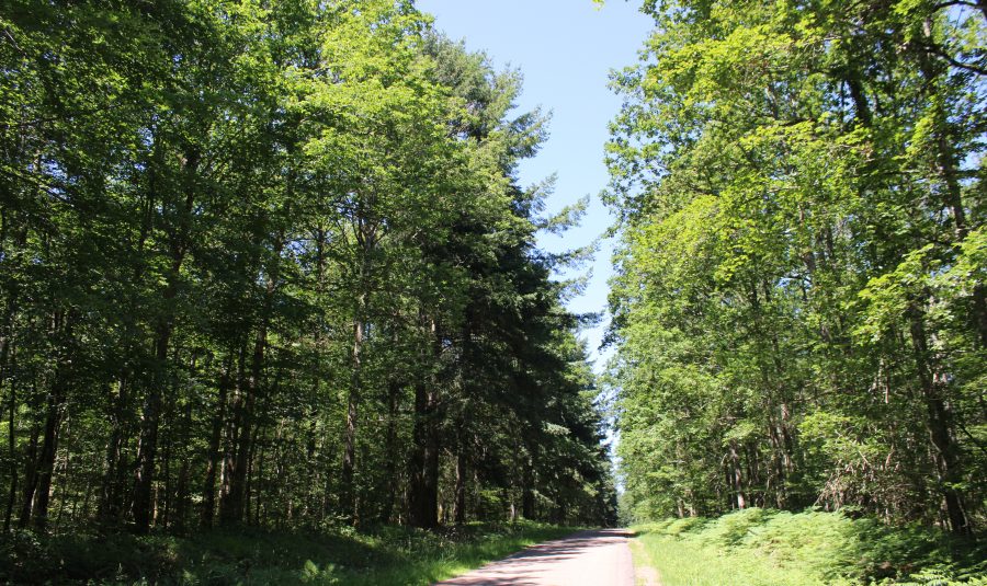 Forest road of Mouries_Bertranges