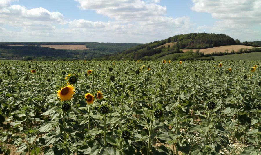 TournesolsVarzy