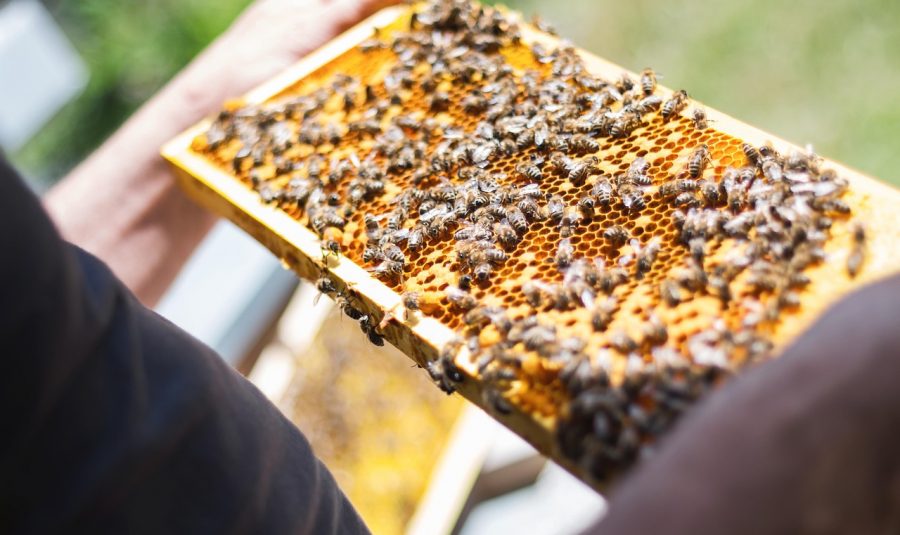 bees-2368228_1280
