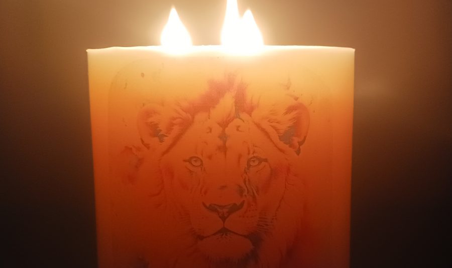 bougie lion