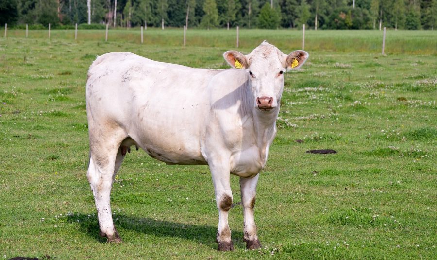 cow-2966573_1280