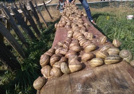 Les Escargots du Bois