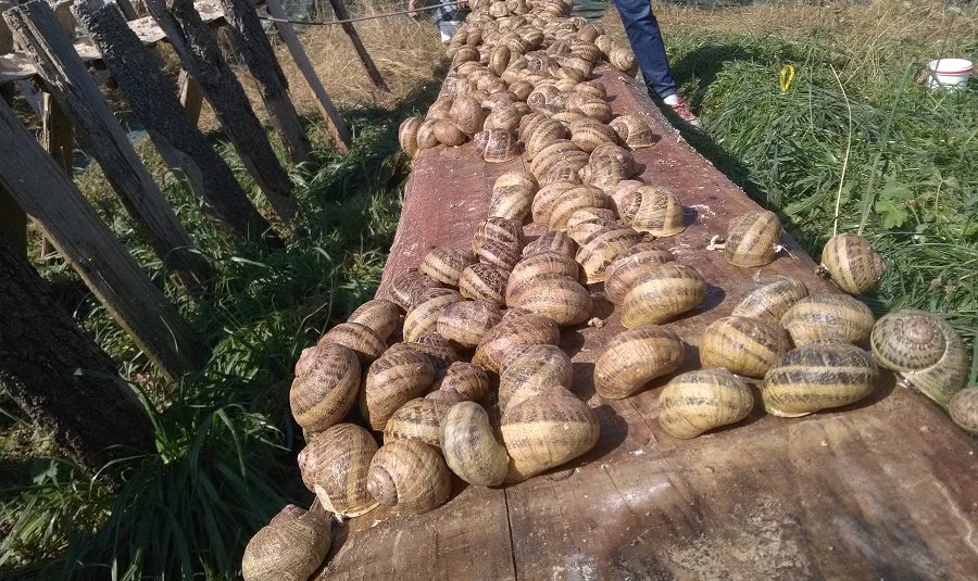 Escargot des bois  Gouvernement du Québec