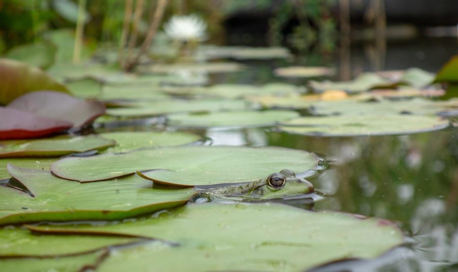 frog-3633295_1280