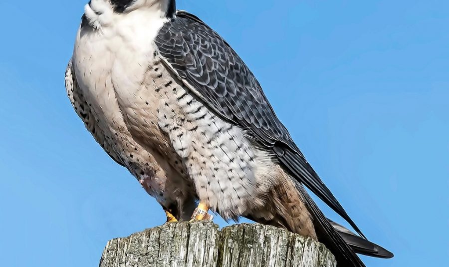 peregrine-falcon-6913795_1280