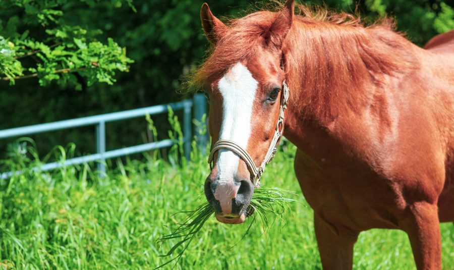 pony-5263371_1280